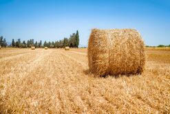 bale-3026360_1920